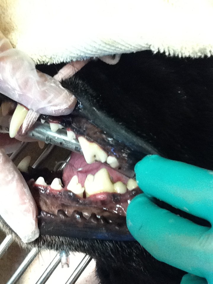 dental-2.jpg